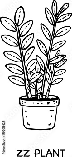 ZZ plant potted line art illustration with upright stems and oval leaves in pot on white background perfect for coloring page, interior decor