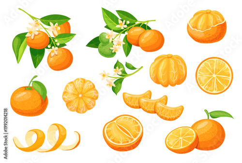 Cartoon mandarin fruit. Tangerine orange citrus clementine slice half peel cut segment ripe blossom tree branch leaves whole tropical sweet citron isolated neat vector illustration