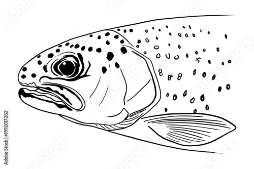Rainbow Trout Head Black and White Illustration