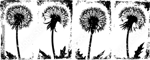 Dandelion seed heads blowing in the wind with falling seeds in black and white vintage