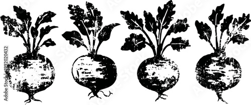 four turnip vegetables with leafy tops in a row, vintage botanical illustration
