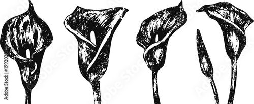 black and white calla lily sketches collection floral hand drawn botanical line art with leaves and buds