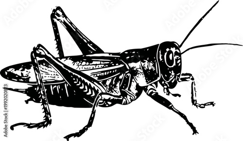 Black and white grasshopper illustration detailed insect drawing with segmented legs and antennae