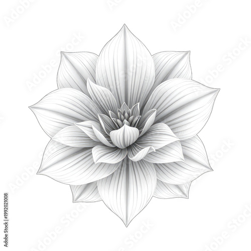 white lotus flower with transparent background PNG and JPEG image