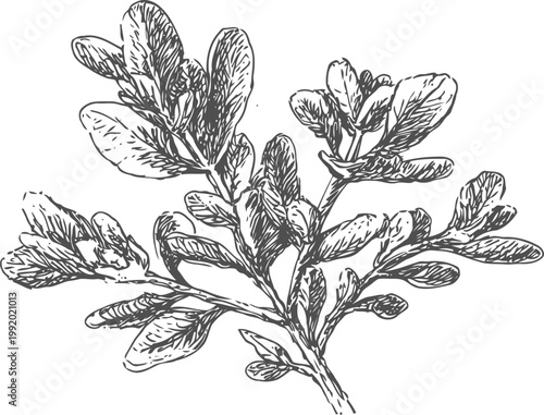 Hand drawn botanical illustration of a plant branch with elongated leaves in vintage