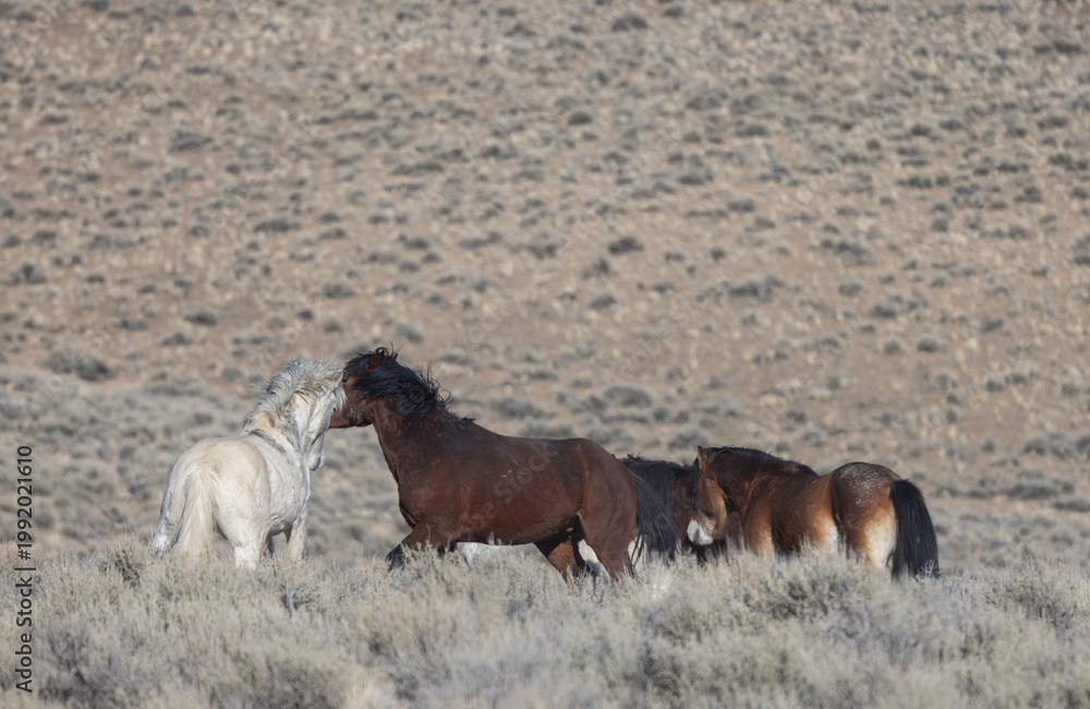 Obraz premium Wild Horses in Springtime in the Challis HMA Idaho