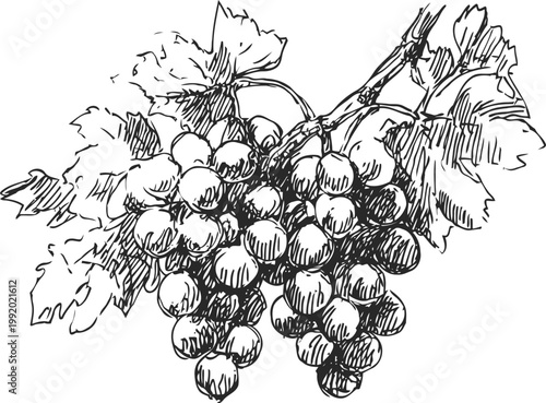 Cluster of grapes with leaves, detailed black and white ink drawing of vineyard fruit