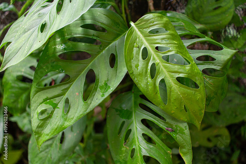Foto Close-up of Monstera adansonii green leaves with holes or Swiss Cheese Plant