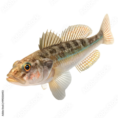 A vibrant fish with distinctive fins and spots against a black background