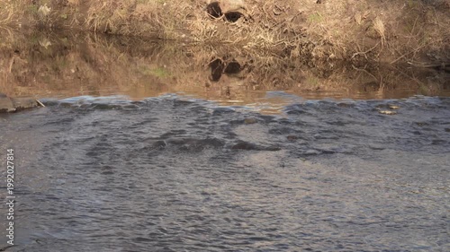 A shallow stream flows gently over submerged rocks, reflecting light on rippling water. Muddy banks lined with dry vegetation and bare roots frame the natural scene. 