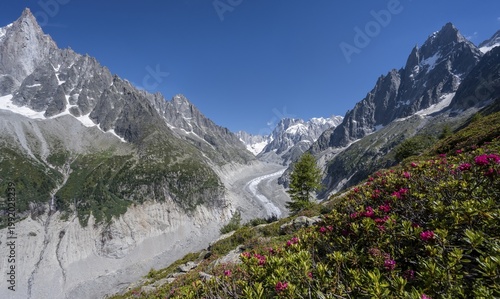 Alpine roses on the mountainside, glacier tongue Mer de Glace, behind Grandes Jorasses, Mont Blanc area, Chamonix, France