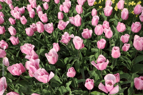 Soft pink tulips forming a smooth floral background under natural light. A calm and romantic spring composition.