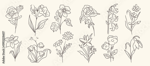 Set of hand drawn botanical flower, Hand drawn Wild Flowers ink, Minimalistic spring flower graphic sketch drawing. Blooming plants and branches with leaves, Herbs Flowers Painted. Autumn season.