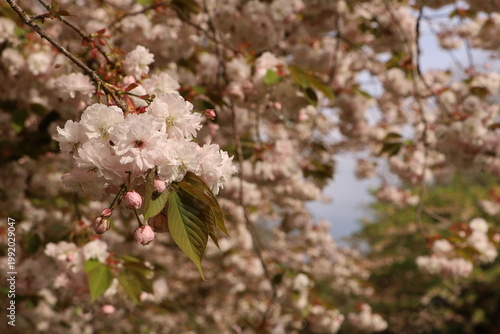 White cherry blossom branches covered in full bloom against a soft natural background. A peaceful and minimal spring composition.

