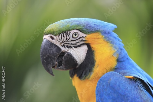 Blue and yellow macaw (Ara ararauna), adult, portrait, captive, Adelaide, South Australia, Australia