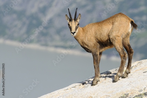 Chamois (Rupicapra rupicapra)