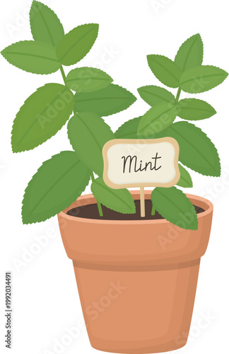 Fresh green mint growing in pot with decorative label. Cute culinary herb isolated on white background