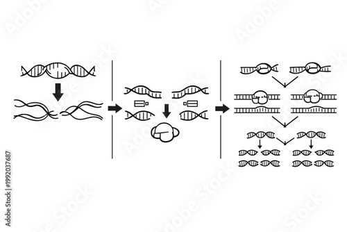 PCR Amplification Cycle Diagram Illustrating Denaturation Annealing and Extension Stages with DNA Helix Primers and Polymerase Enzyme for Molecular Biology and Genetic Research Vector Art