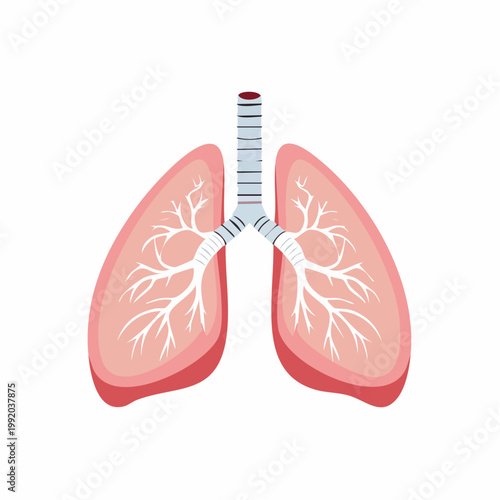 Illustration of Human Lungs and Trachea