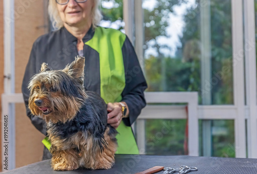 Woman is holding Yorkshire terrier on the grooming table. . There is a free space for your text. 