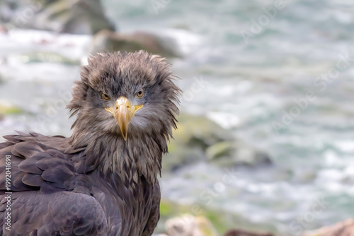 Portrait of osprey posing on a cliff above the sea. Horizontally. 