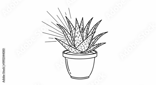 Simple line drawing of an aloe plant in a pot with sunburst lines