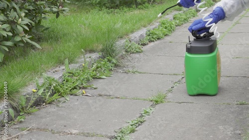wearing protective blue gloves uses a pressurized green sprayer to apply herbicide to dandelions and grass growing between pavement slabs. Spraying weeds along a concrete garden path for weed control