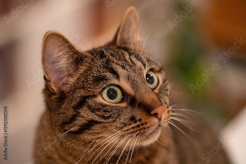 Foto Katze