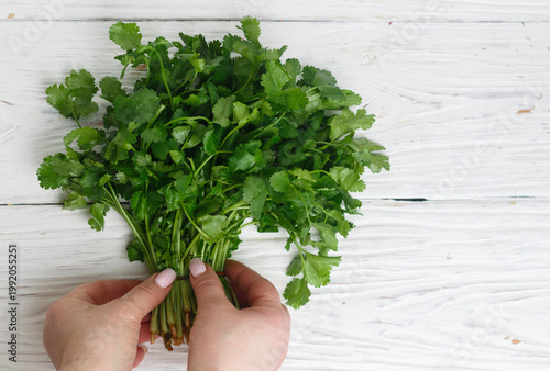 Fresh raw Organic cilantro bunch  on wooden background, vegetarian and vegan food, source of vitamins. Selective focus