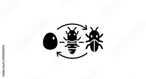 Insect Life Cycle Stages Icon.