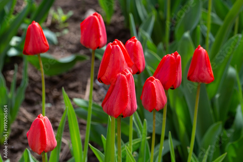 Beautiful fresh red tulips in the garden. Spring flowers.