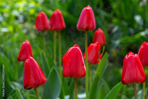 Beautiful fresh red tulips in the garden. Spring flowers.