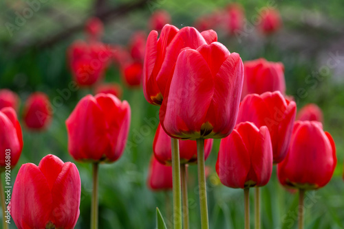 Beautiful fresh red tulips in the garden. Spring flowers.