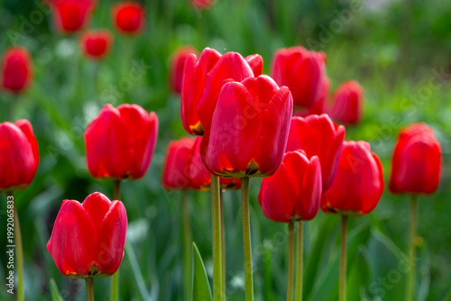 Beautiful fresh red tulips in the garden. Spring flowers.