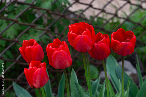 Beautiful fresh red tulips in the garden. Spring flowers.