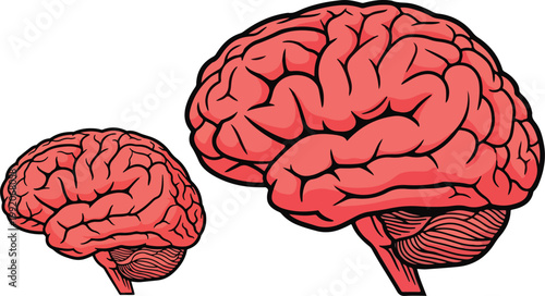 Detailed vector illustration of two human brains side by side showing neurological structure and thought processes on transparent background