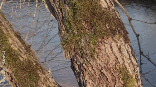 A close-up camera tilt travels up a textured, mossy tree trunk on a riverbank. Golden afternoon sunlight highlights the green moss and rough bark against the soft blue water surface. 