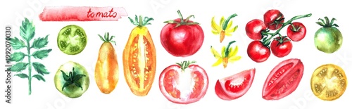 Hand drawn watercolor food illustration. Garden vegetable sketch. Tomato varieties whole and half cut slice. Food poster.  Culinary recipe ingredient. For food and drink menu