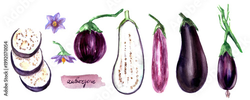 Hand drawn watercolor food illustration. Garden vegetable sketch. Eggplant varieties whole and half cut slice. Food poster.  Culinary recipe ingredient. For food and drink menu