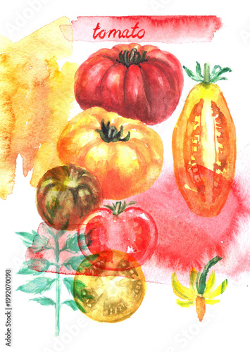 Hand drawn watercolor food illustration. Garden vegetable sketch. Tomato varieties whole and half cut slice. Food poster.  Culinary recipe ingredient. For food and drink menu