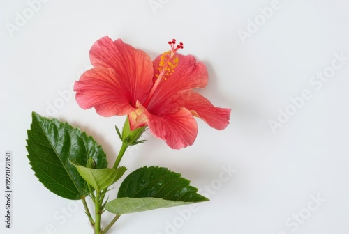 Red Hibiscus Flower With Glossy Green Leaves On White Background, Tropical Bloom Close-Up