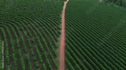 Aérea cinematográfica de vasta plantação de café em Minas Gerais, Brasil.