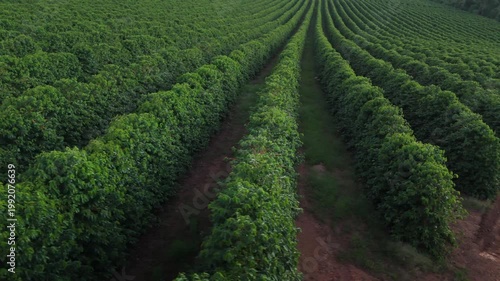 Panorama panorâmico de fazenda de café tradicional nas montanhas mineiras.