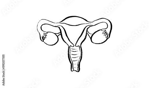 Uterus medical illustration