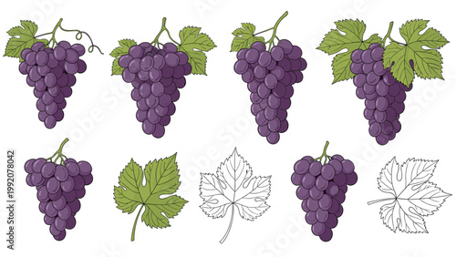 Comprehensive set of purple grape bunches and vine leaves in both colorful and line art styles for food design.