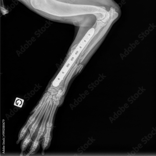 Pose d'une plaque vissée sur une fracture du radius et de l'ulna chez un chien, vue de face