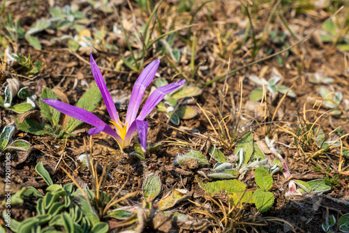 Colchicum montanum, commonly called autumn crocus, is an angiosperm plant of the Colchicaceae family; it is a small bulbous plant, widely endemic to the Iberian Peninsula.