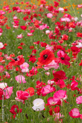 ポピーの咲く花畑