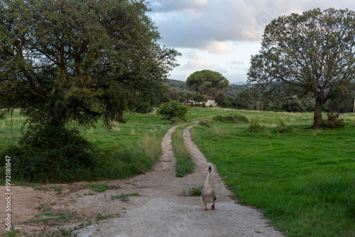 Fotografija Sardinia island summer 2024 Italy.   rural farm in Arzachena