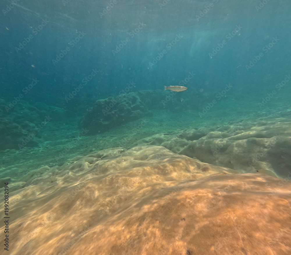 Fototapeta premium Underwater image in the clear waters of the Mediterranean Sea in Sardinia during summer while snorkeling.Cala Mariolu maintains its wild essence to preserve the ecosystem of the Gulf of Orosei.